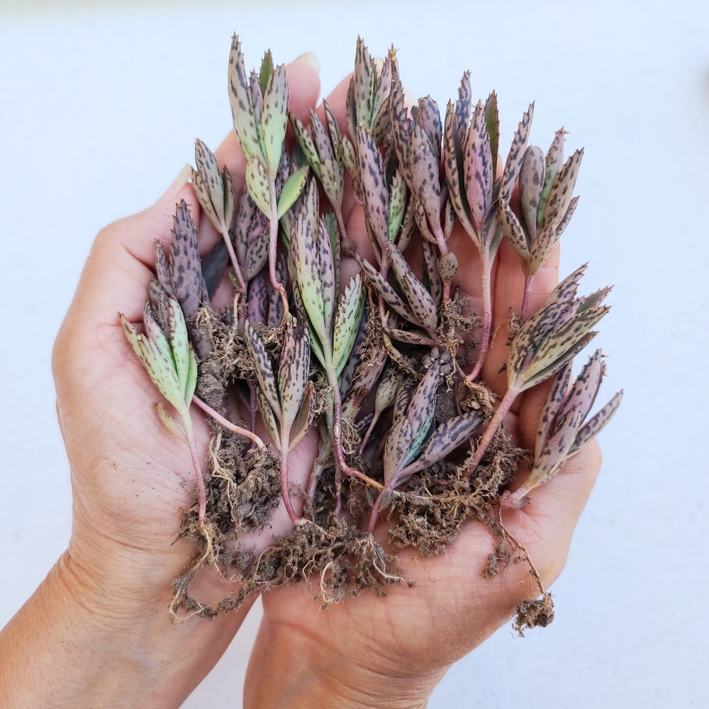 24 Healthy Rooted Mother Of Thousands